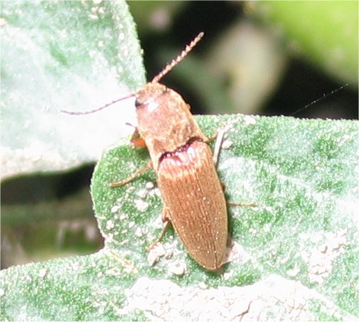 Agriotes litigiosus